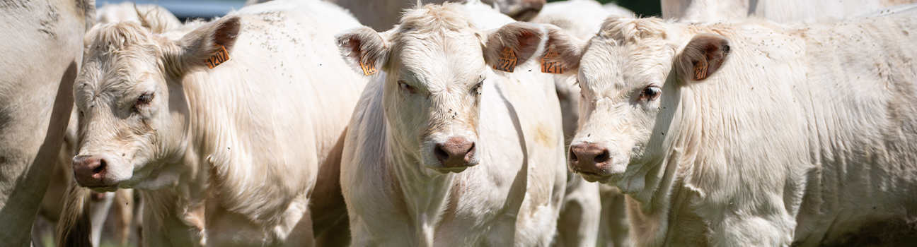 Dermatose Nodulaire Contagieuse (DNC) bovine : nos experts font le point