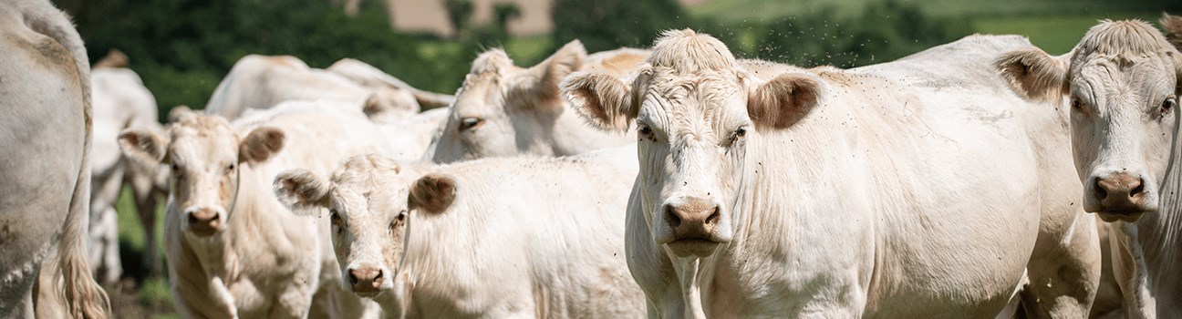 La MHE (maladie hémorragique épizootique) émerge dans les cheptels français