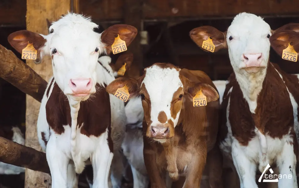 Virus de type Shamonda-like : un nouveau virus détecté chez les bovins en France