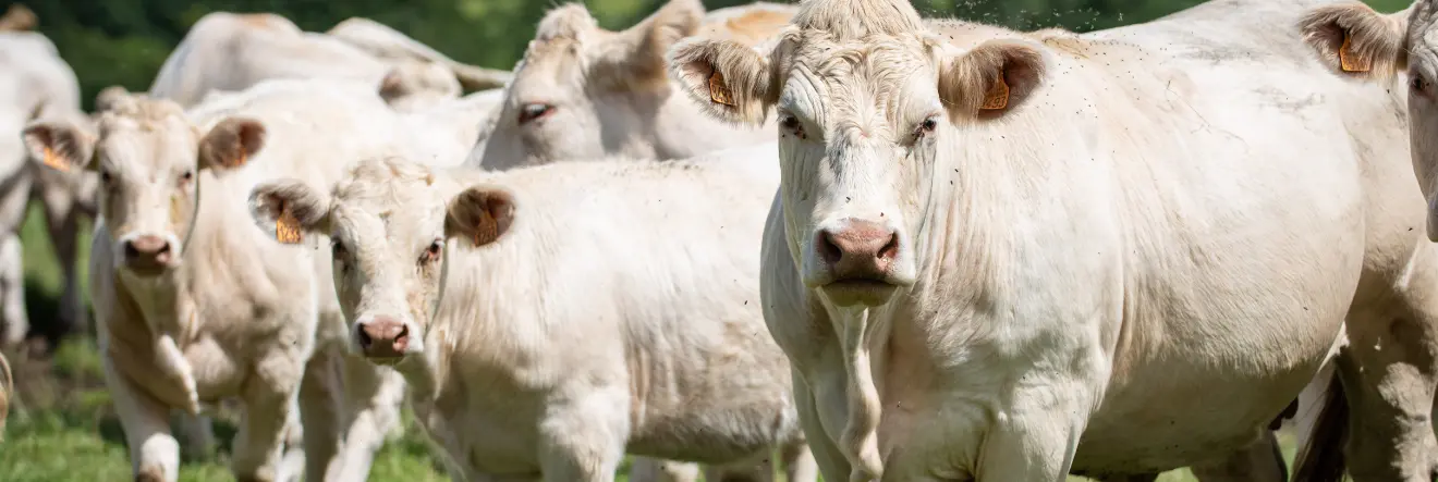 Santé animale