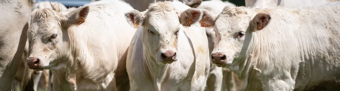 Dermatose Nodulaire Contagieuse (DNC) bovine : nos experts font le point