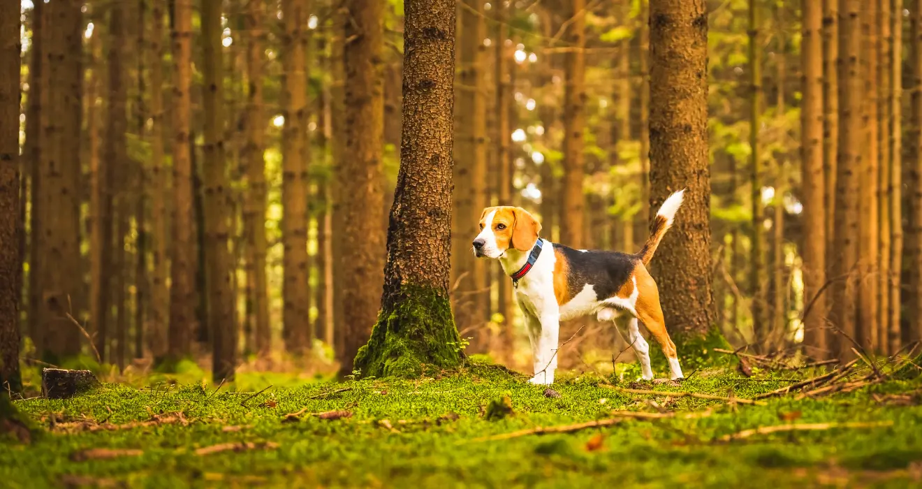Aujeszky : recrudescence de la maladie chez les chiens de chasse en France