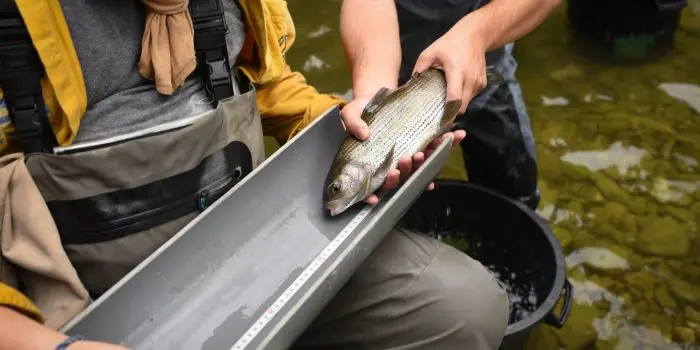 Pêches de sauvegarde : comprendre une opération clé en cours d’eau