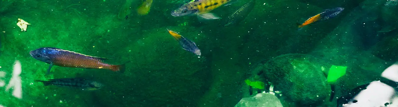 Journée mondiale de la biodiversité : comment la protéger grâce à L'ADN environnemental ?