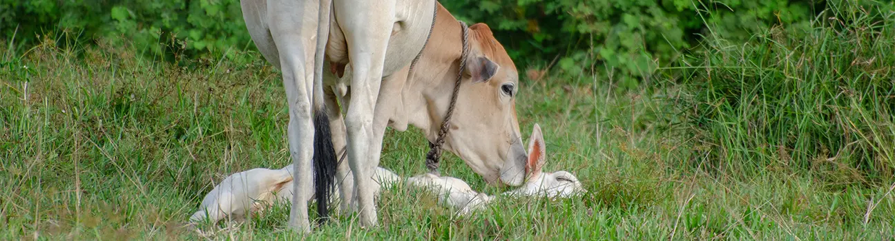Avortement chez les bovins : causes, prévention et analyses
