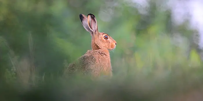 Le lièvre et ses zoonoses : gare à la transmission de maladies à l’Homme !