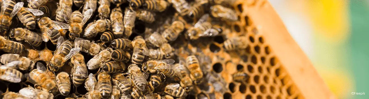 Les abeilles, insectes pollinisateurs menacés