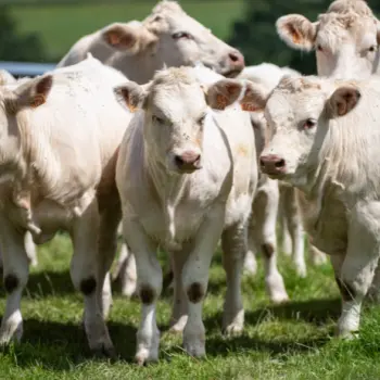 Santé animale