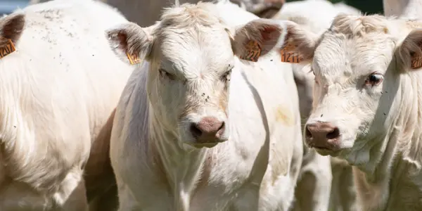 Dermatose Nodulaire Contagieuse (DNC) bovine : nos experts font le point