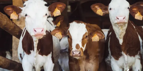 Virus de type Shamonda-like : un nouveau virus détecté chez les bovins en France