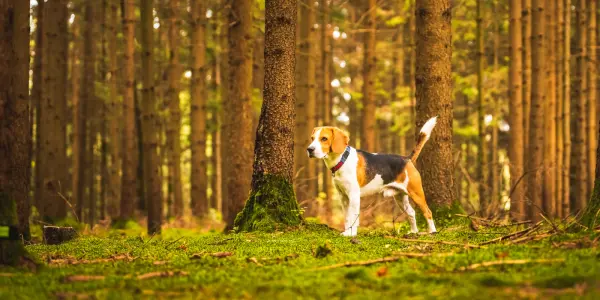 Aujeszky : recrudescence de la maladie chez les chiens de chasse en France