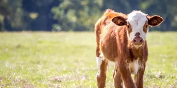 Résistance aux antiparasitaires chez les bovins : un enjeu majeur au cœur d'un webinaire TERANA