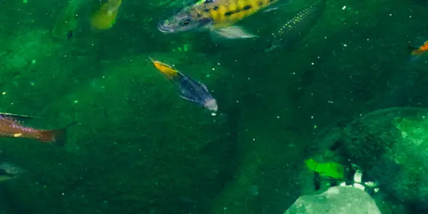 Journée mondiale de la biodiversité : comment la protéger grâce à L'ADN environnemental ?