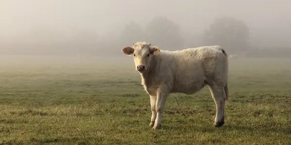 Diarrhées néonatales chez le veau : TERANA, pionnier de la recherche sur l’antibiorésistance