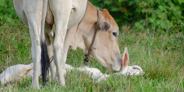 Avortement chez les bovins : causes, prévention et analyses