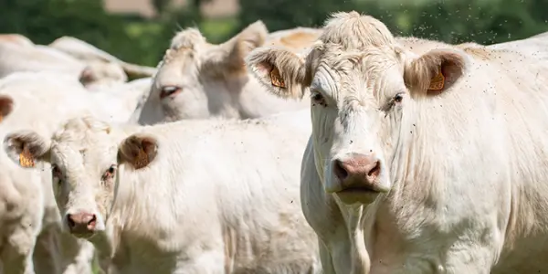 Plusieurs cas de charbon bactéridien dans le Cantal : qu’est-ce que la « fièvre charbonneuse » et quels sont les risques pour la santé publique ?