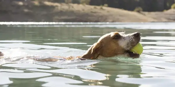 Cyanobactéries : comprendre les algues bleues et les risques pour la baignade