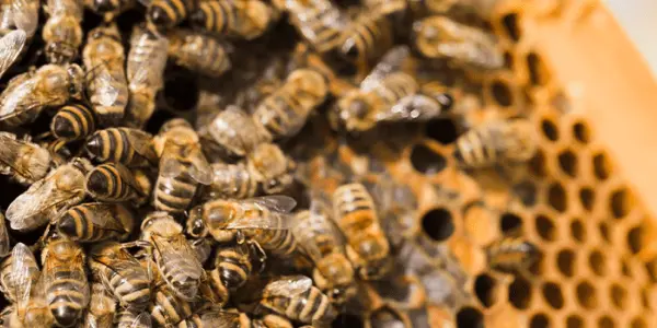 Les abeilles, insectes pollinisateurs menacés